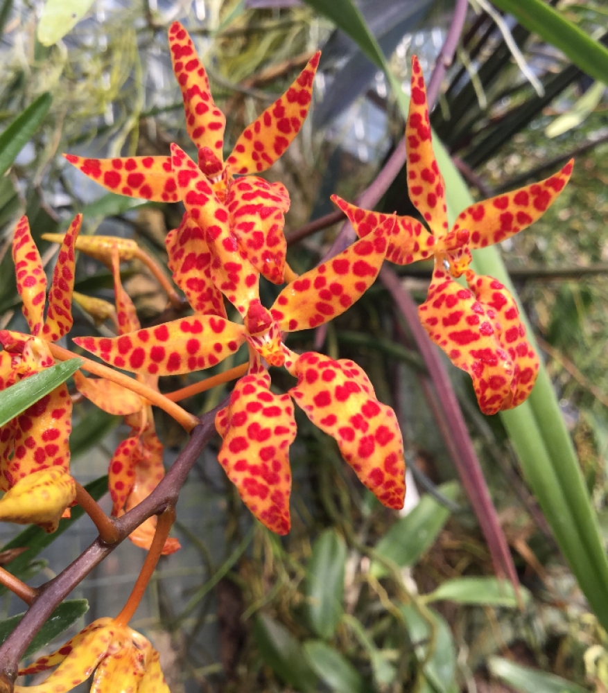 Renanthera monachica
