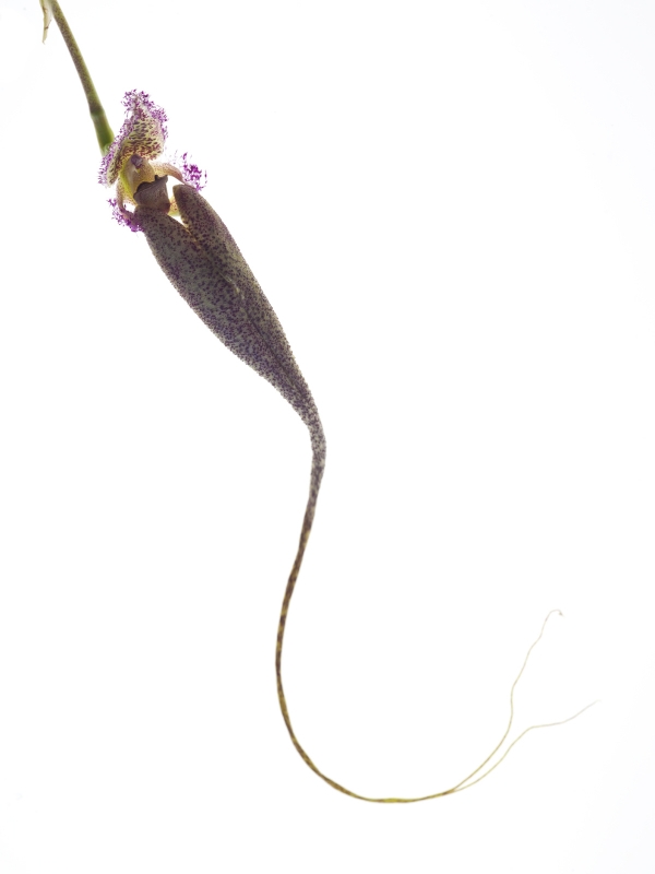 Bulbophyllum fascinator(aufgebunden)