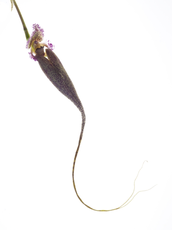 Bulbophyllum fascinator