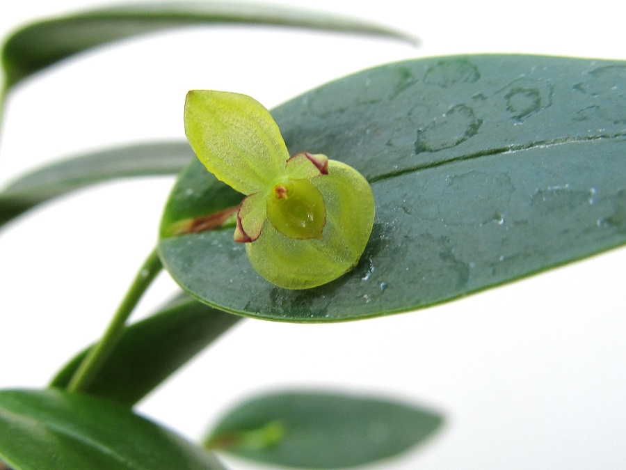 Pleurothallis sphaerantha (aufgebunden)