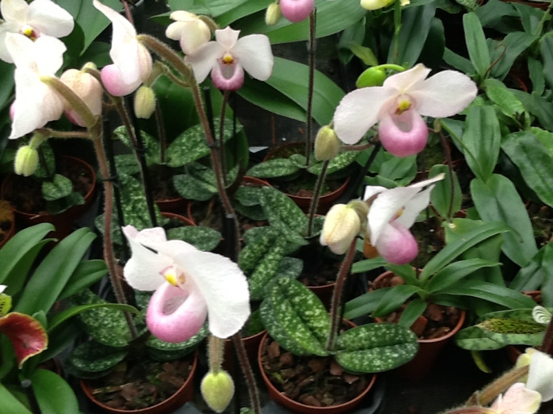 Paphiopedilum delenatii