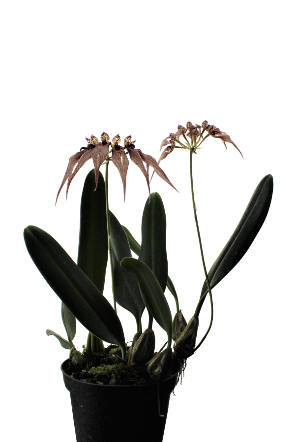 Bulbophyllum picturatum Hybr.