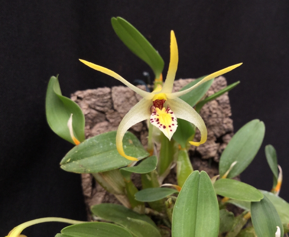 Dendrobium phalangillum