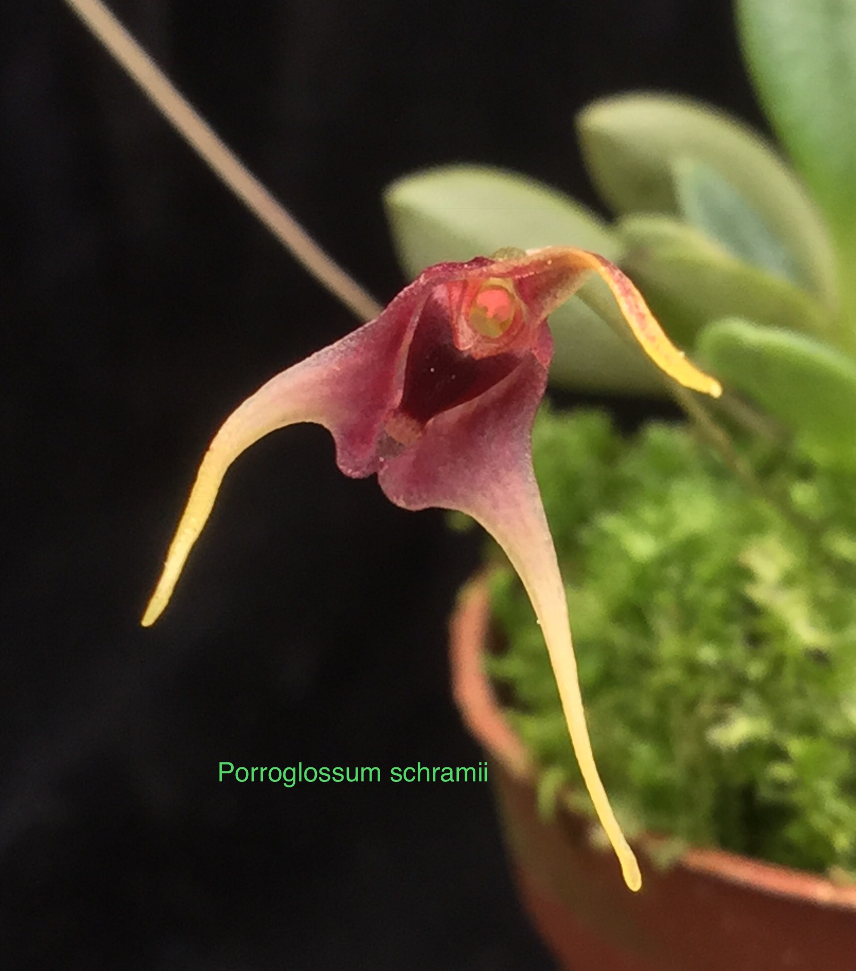 Porroglossum schramii