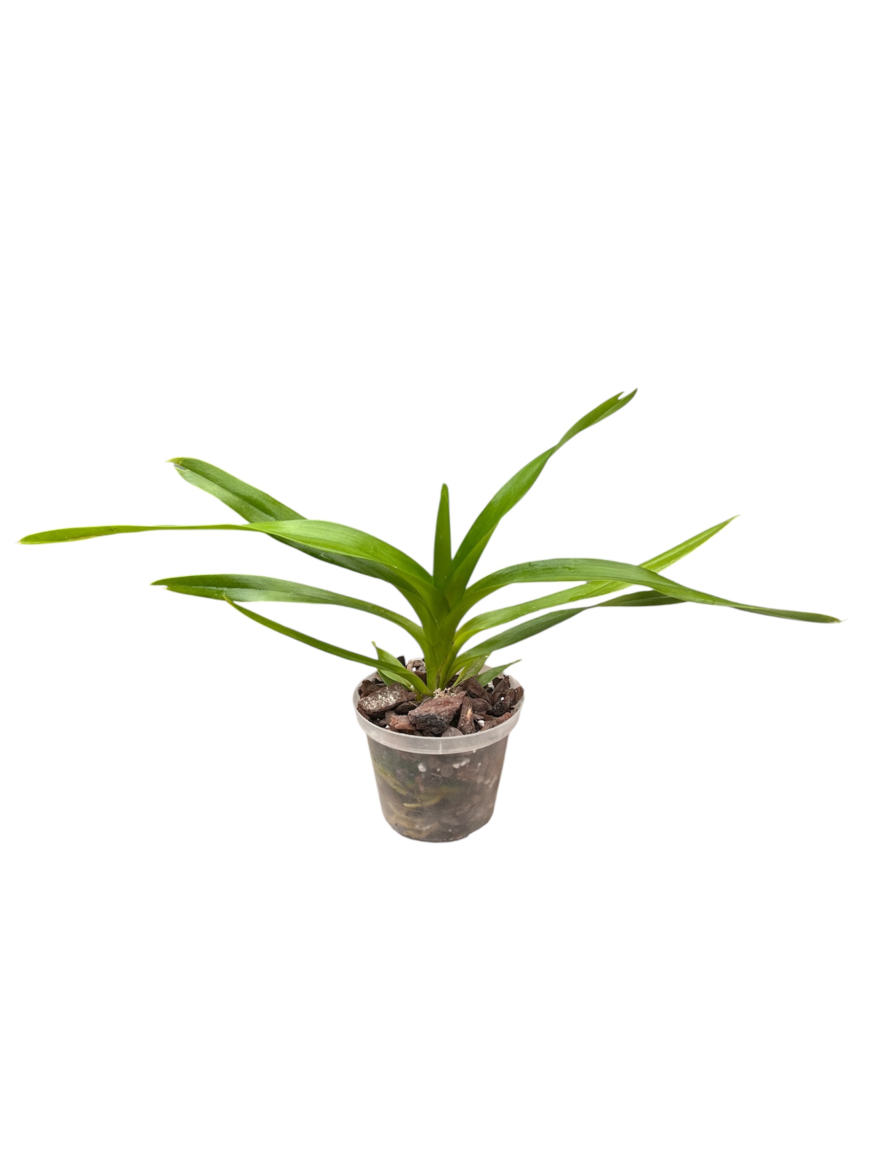 Vanda helvola
