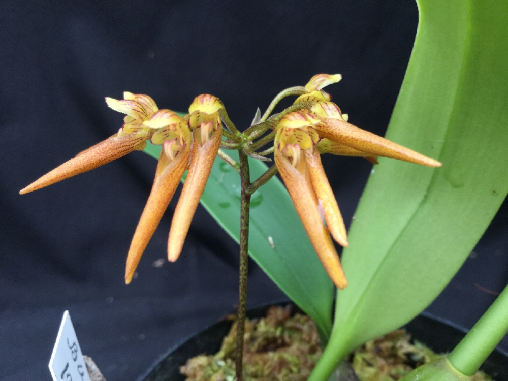 Bulbophyllum helenae