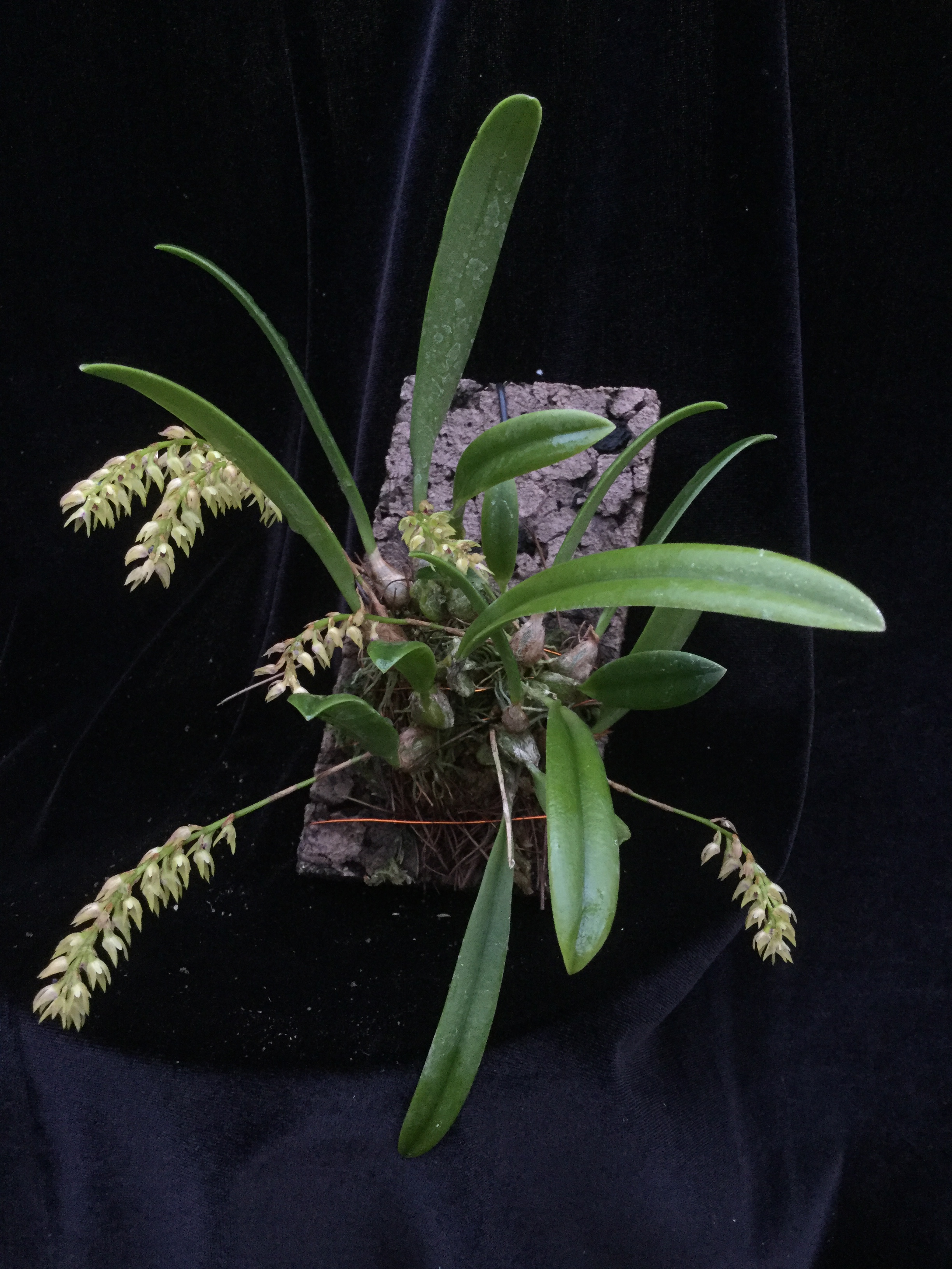 Bulbophyllum pumilum var. recurvatum