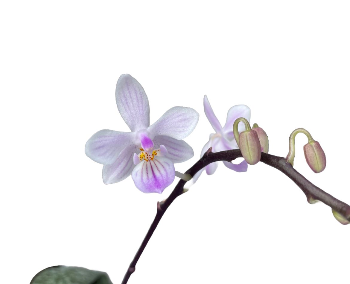 Phalaenopsis lindenii