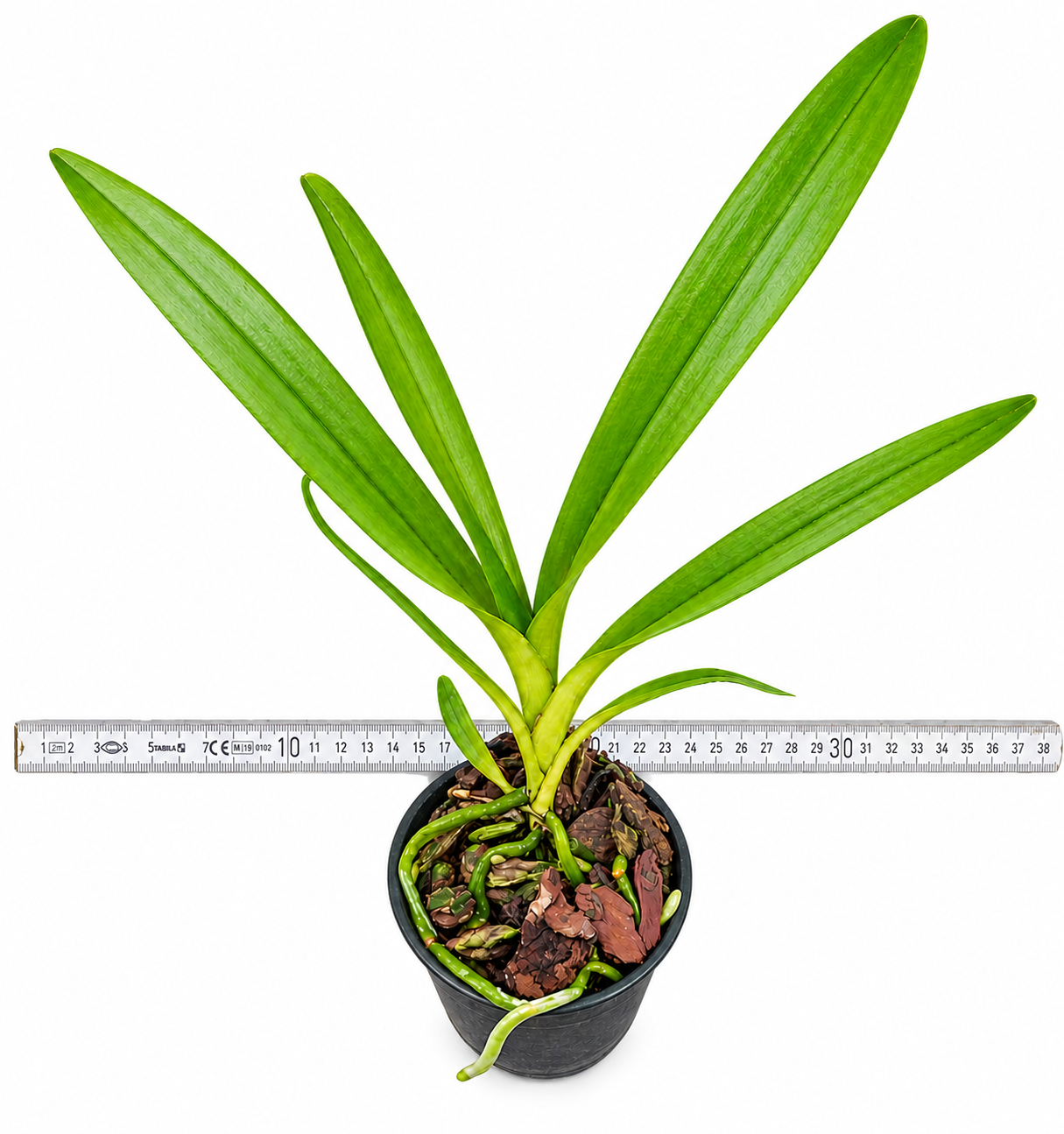 Dimorphorchis lowii