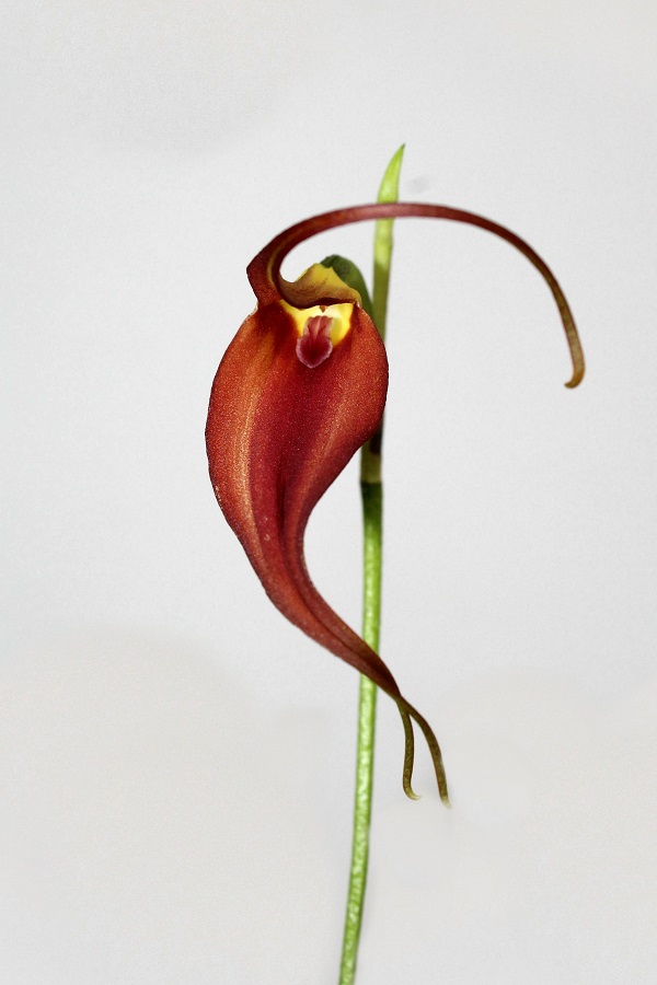 Masdevallia melanoxantha