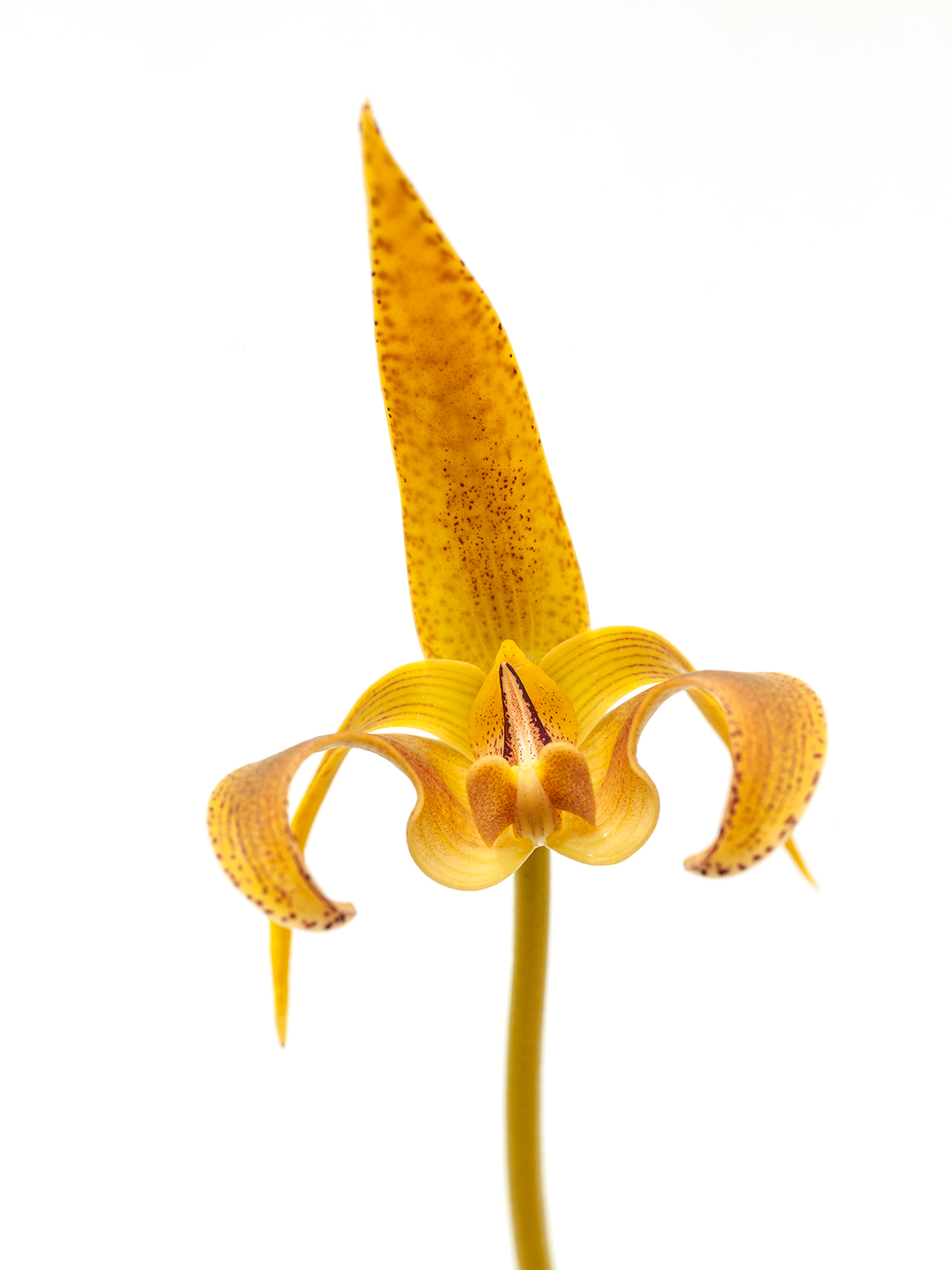 Bulbophyllum lobbii var. polystictum