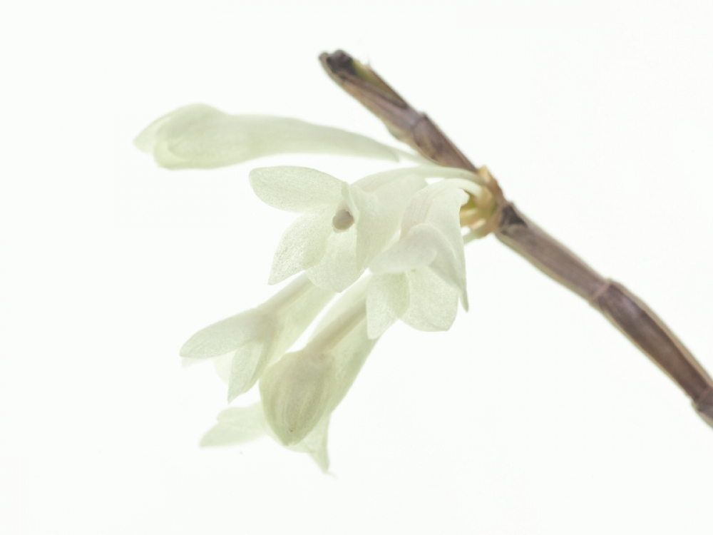 Dendrobium aphanochilum