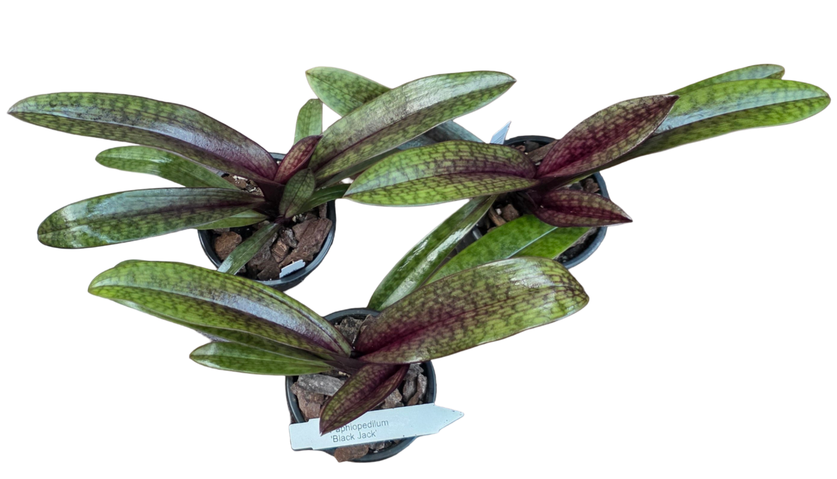 Paphiopedilum Maudiae vinicolor 'Black Jack'