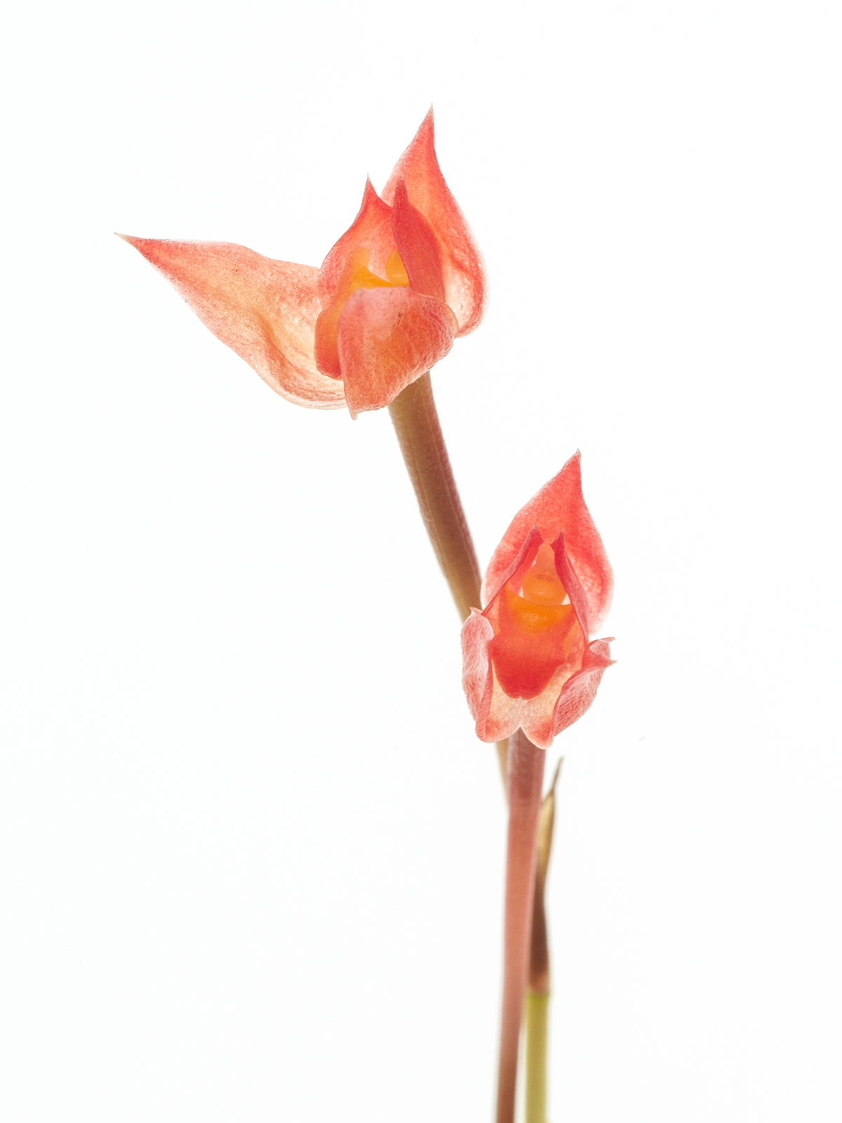 Maxillaria coccinea orch67h2t2f8