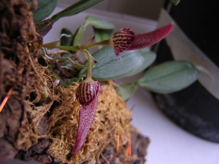 Bulbophyllum mirum