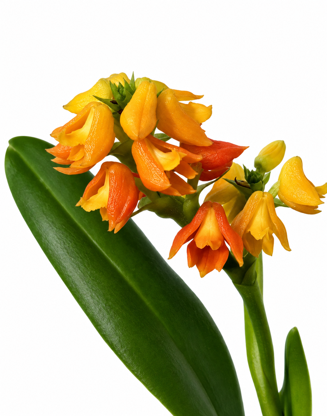 Polystachya clareae
