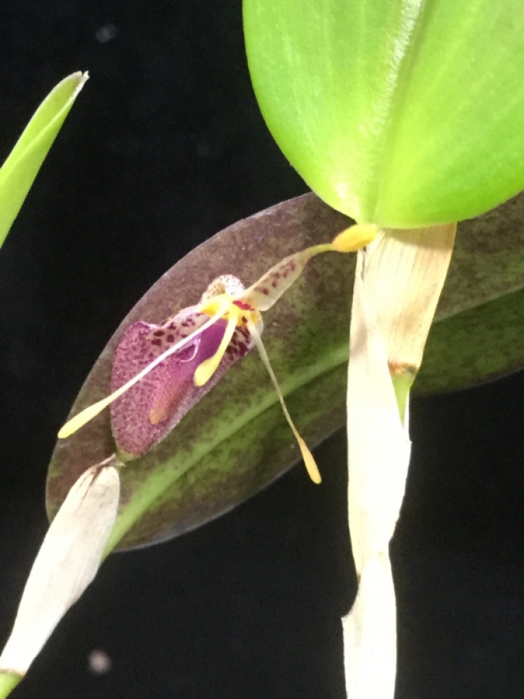 Restrepia muscifera 