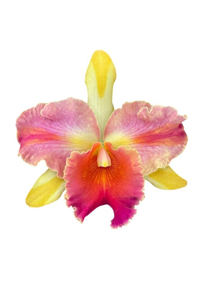 Cattleya Amazing Thailand Rainbow