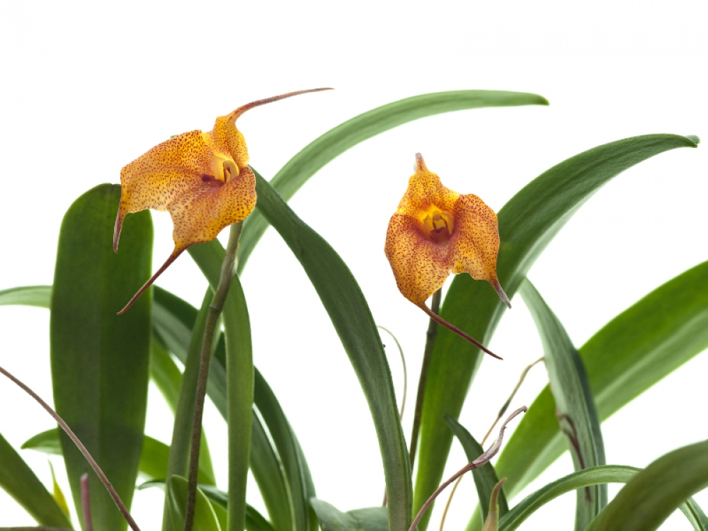 Masdevallia Sugar Baby