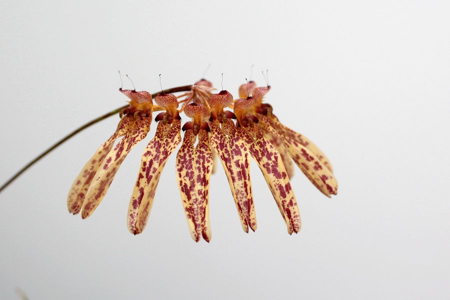 Bulbophyllum longiflorum Black Spots