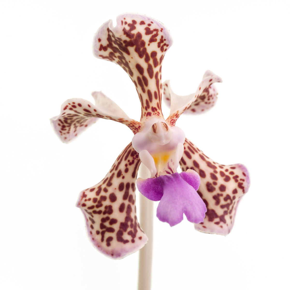 Vanda tricolor var. suavis