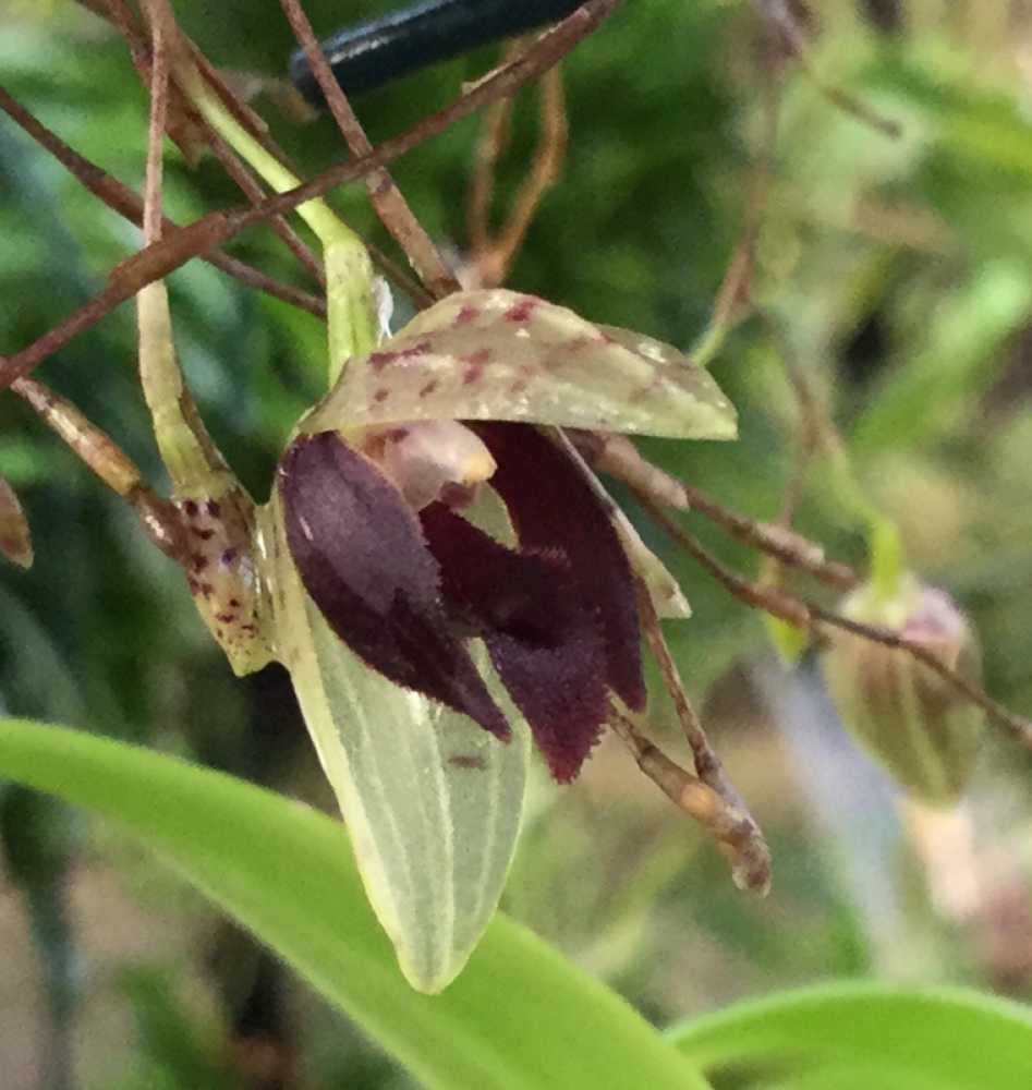 Pleurothallis janettiae