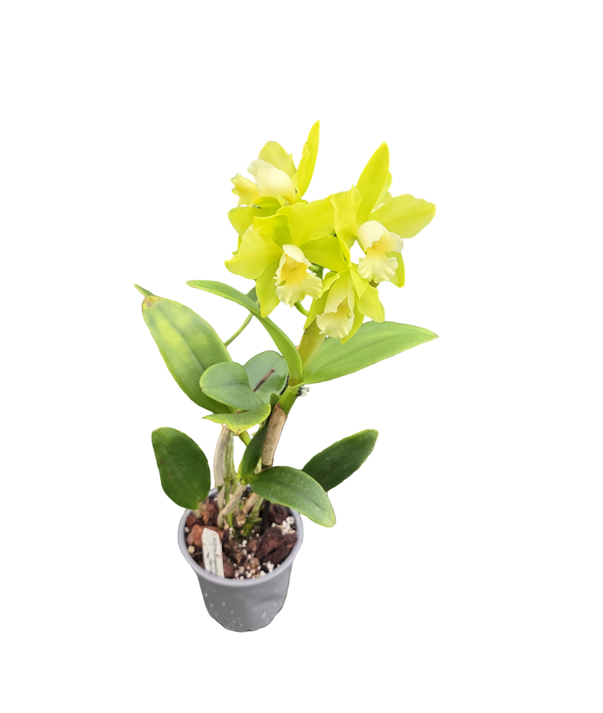 Cattleya Hawaiian Passion 'Green Angel'