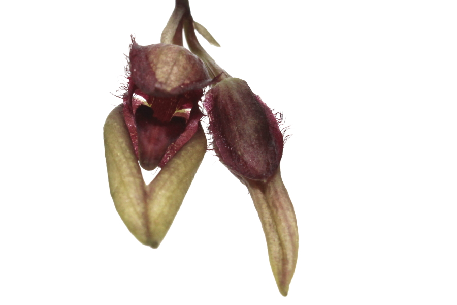 Bulbophyllum agastor