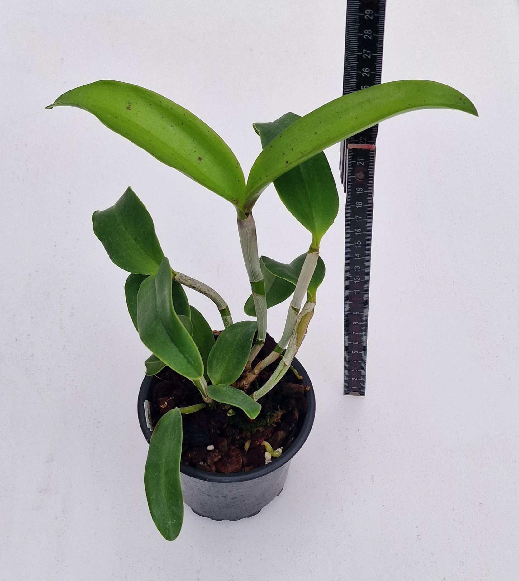 Cattleya leopoldii