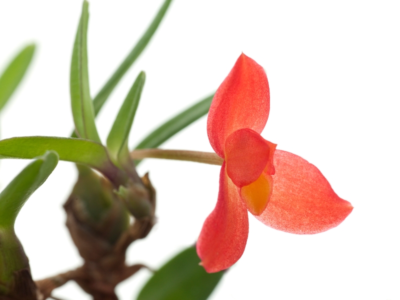 Maxillaria sophronitis