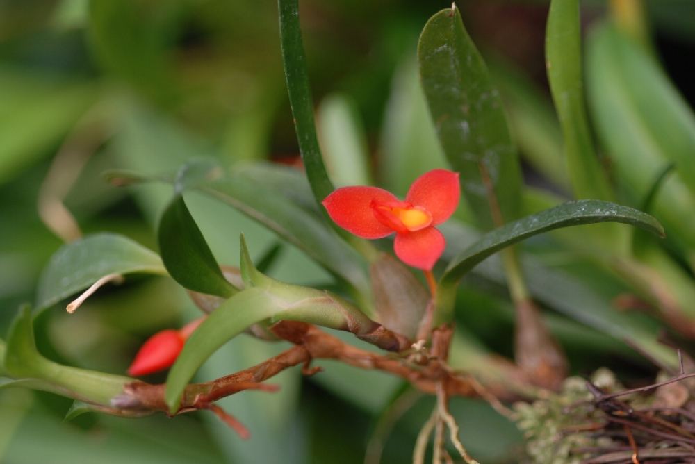 Maxillaria sophronitis