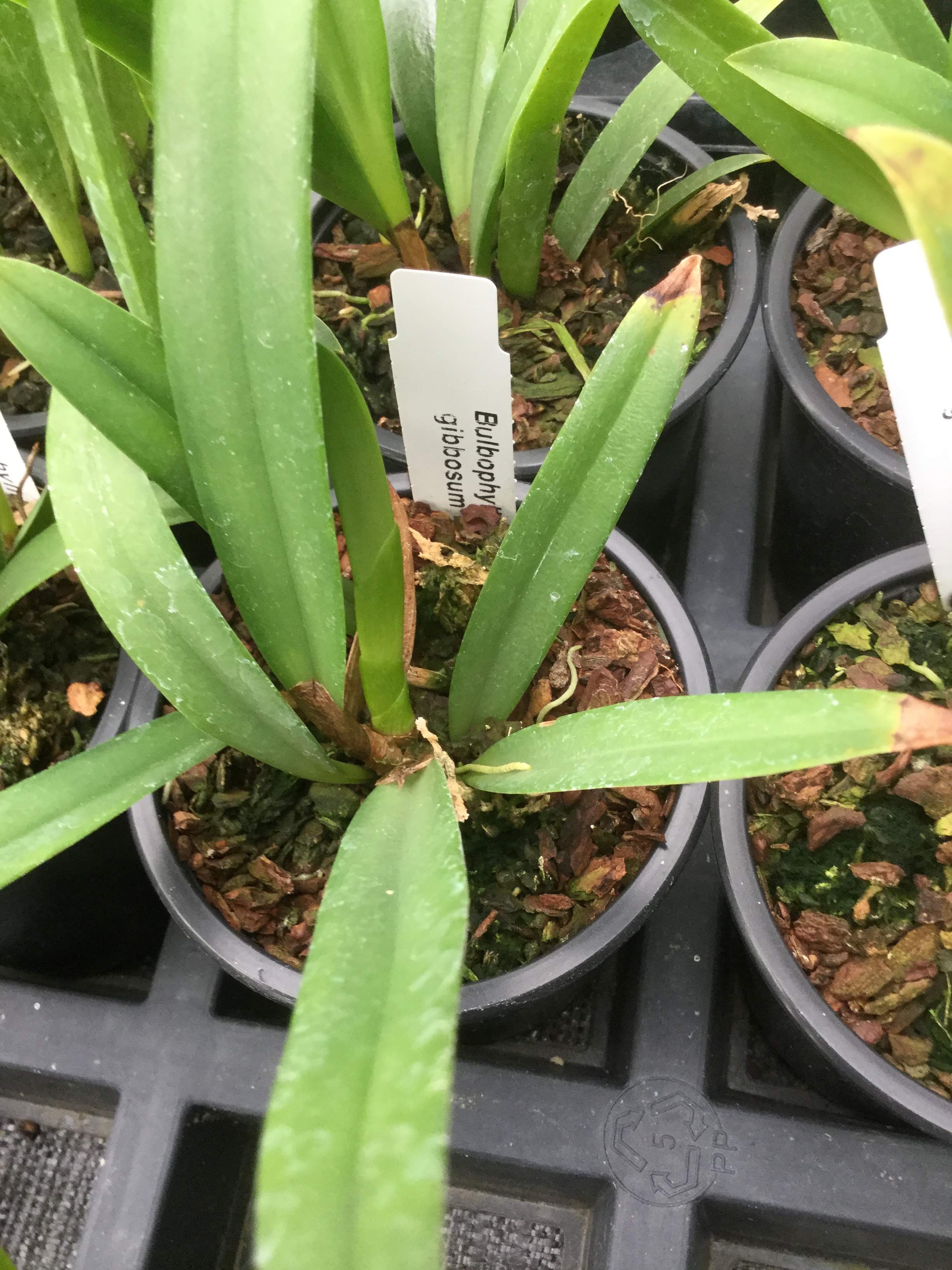 Bulbophyllum gibbosum