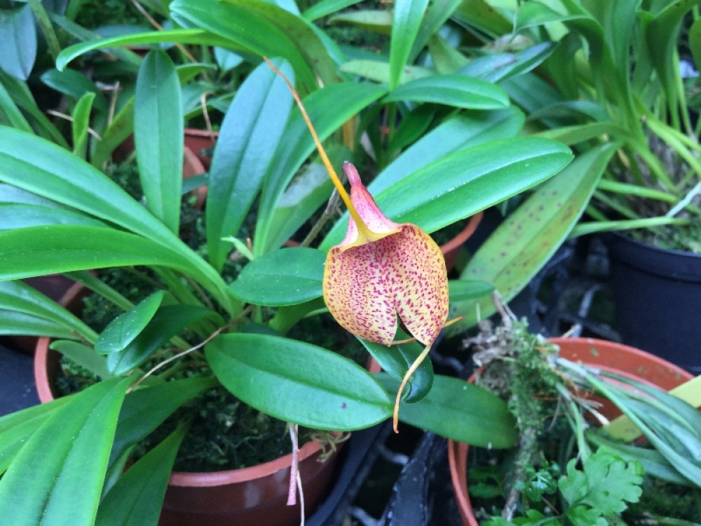 Masdevallia Sugar Baby