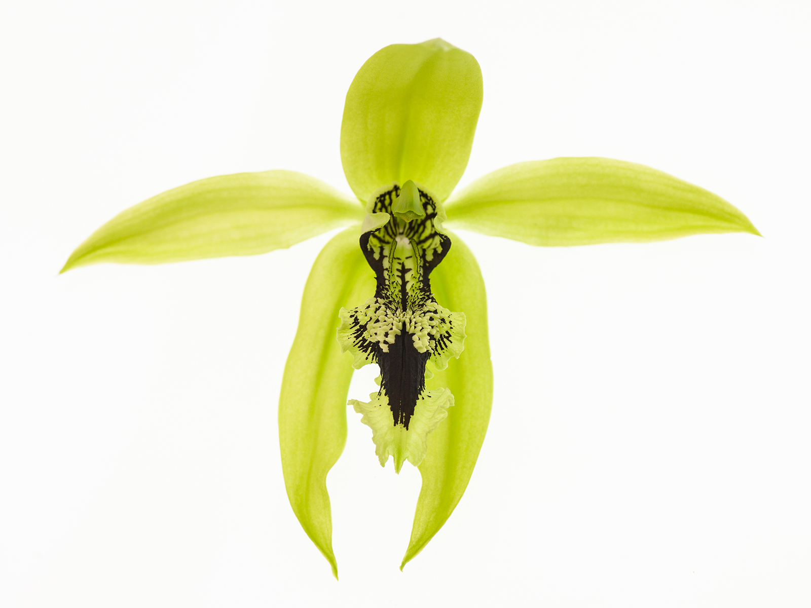 Coelogyne pandurata