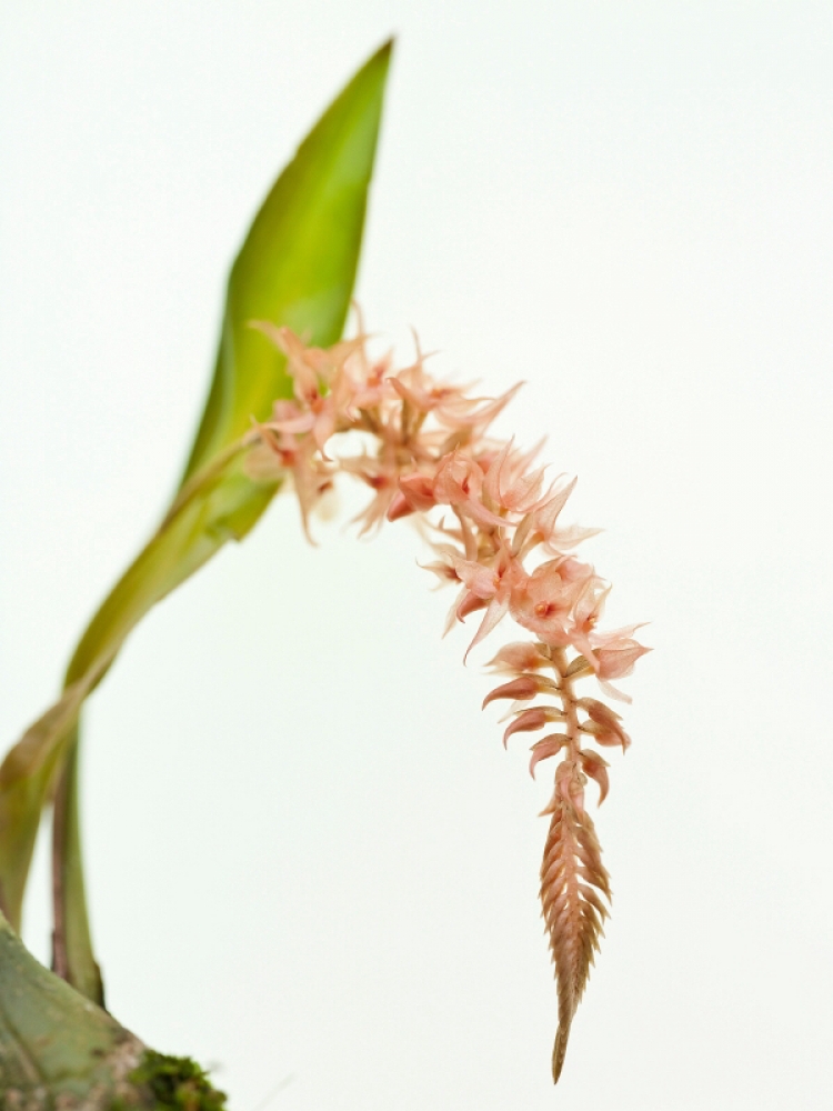 Dendrochilum graciliscapum (mounted)