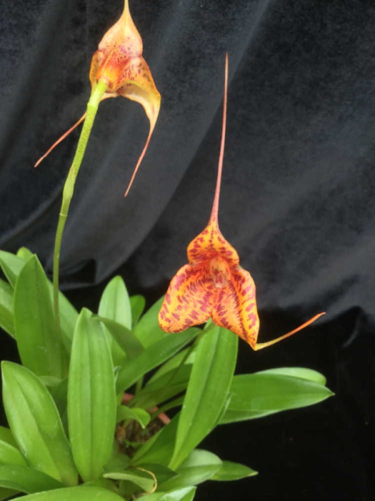 Masdevallia Sunset Jaguar