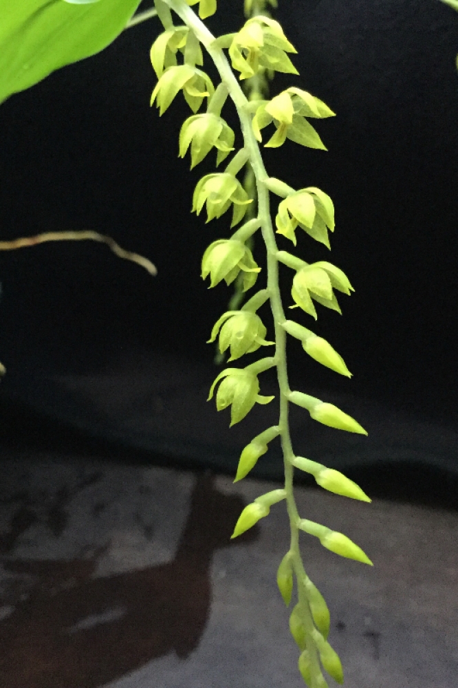 Dendrochilum formosanum