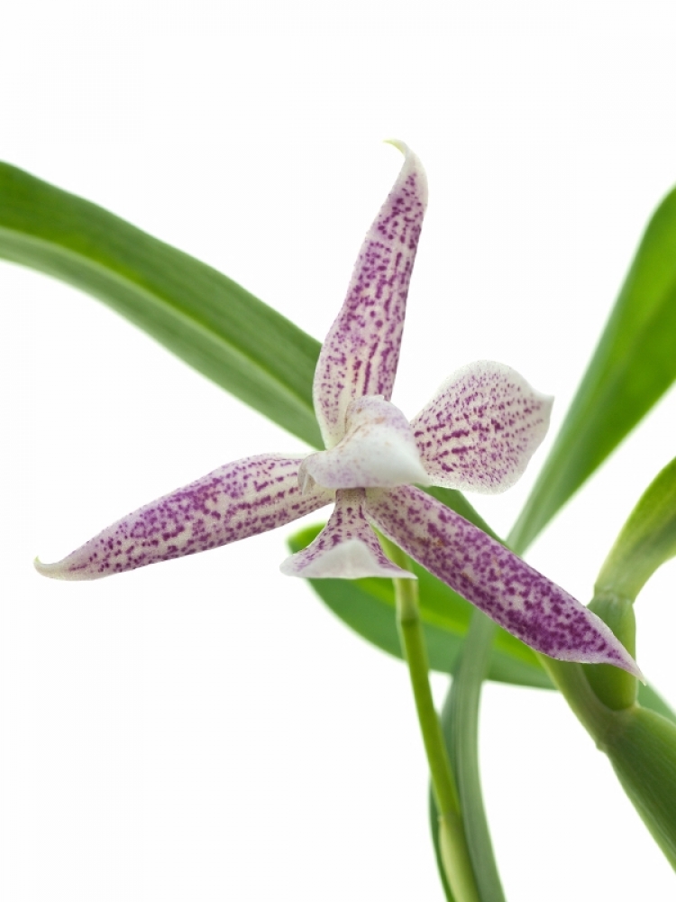 Encyclia garciana