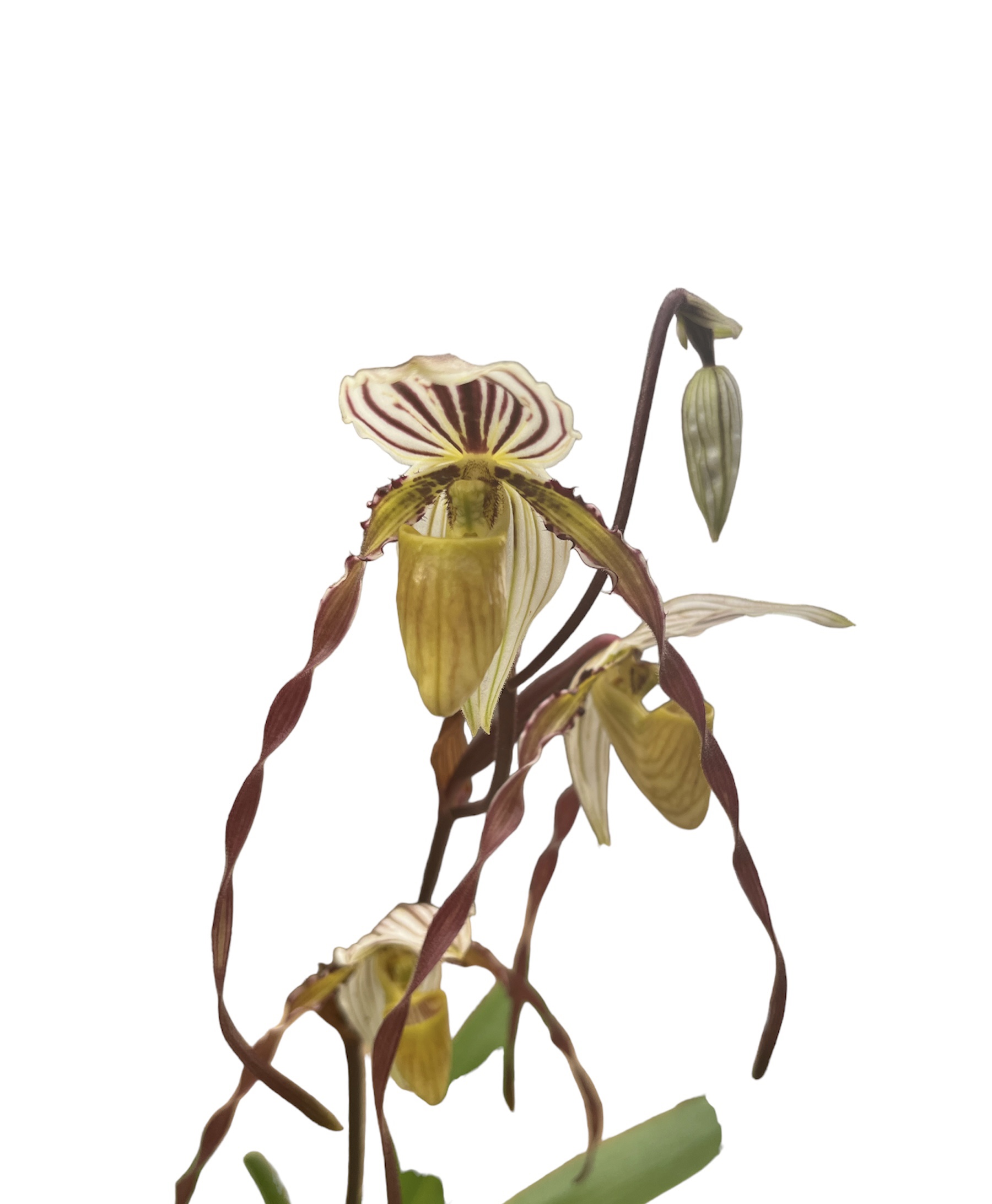 Paphiopedilum philippinense (select)