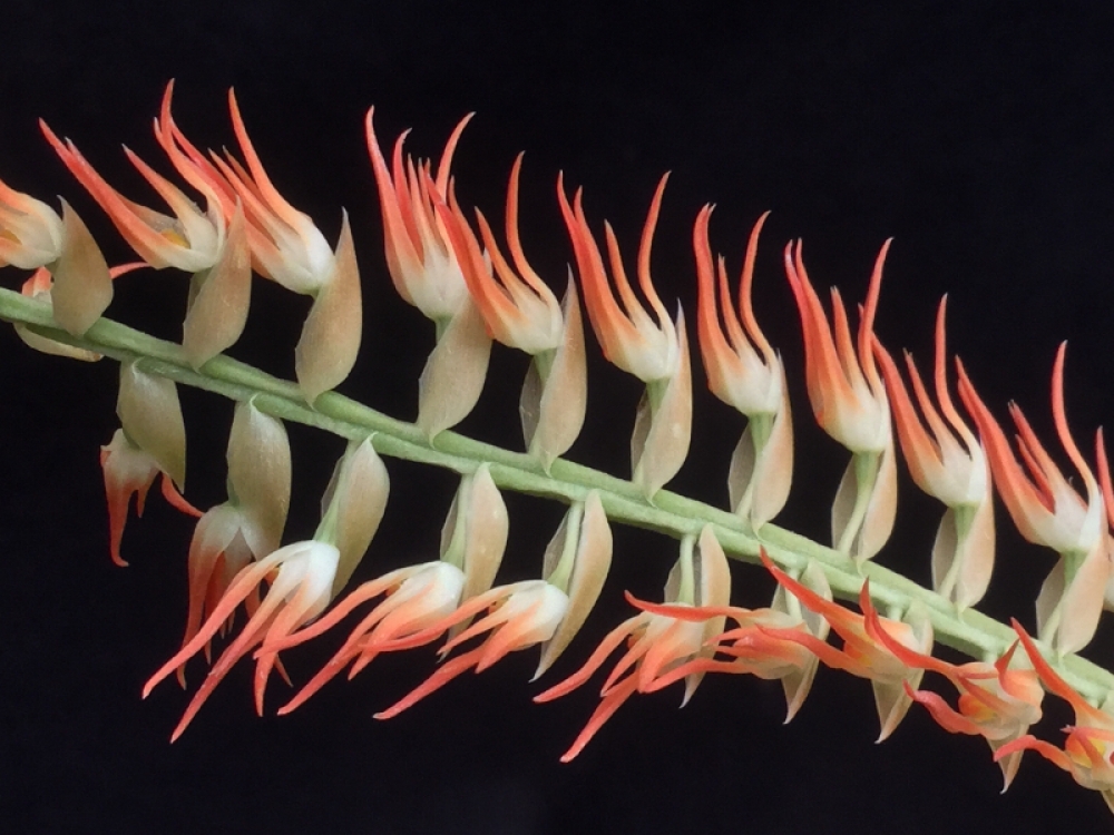 Dendrochilum kopfii