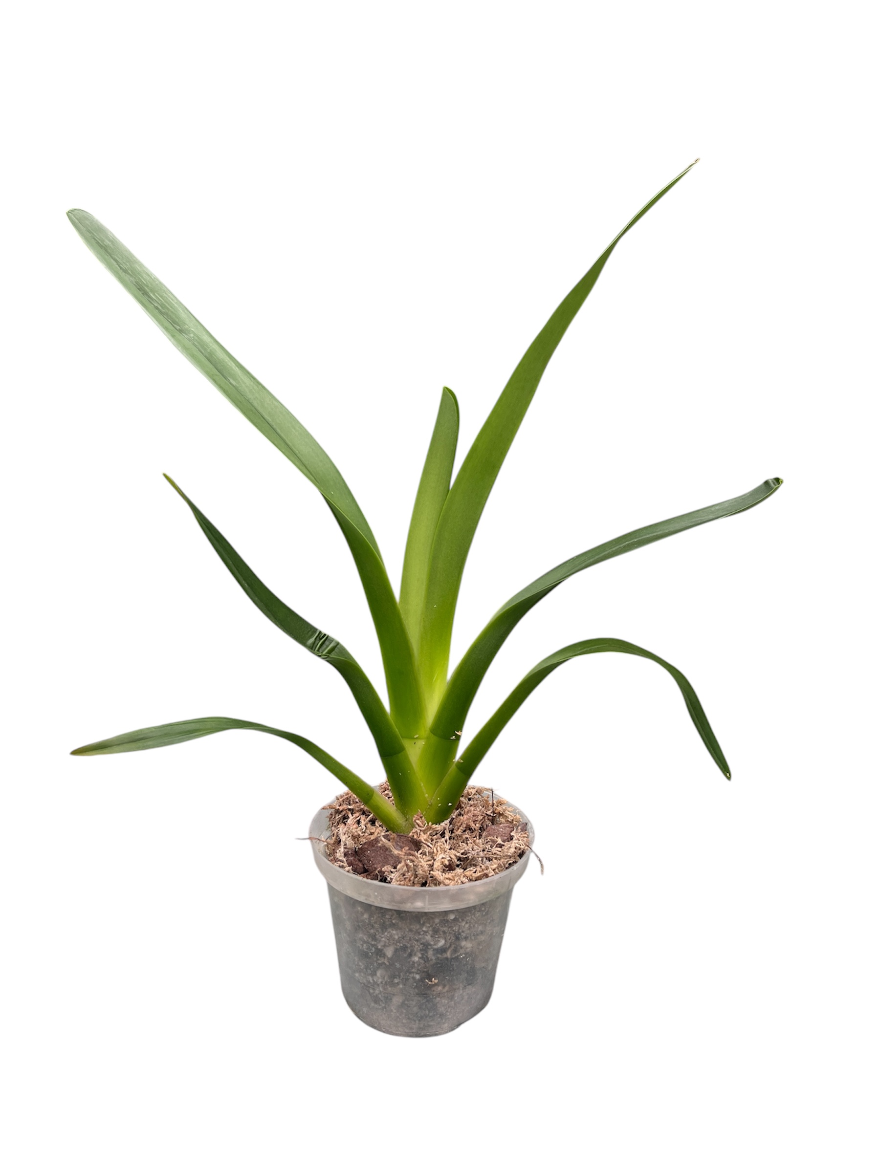 Jumellea arachnantha