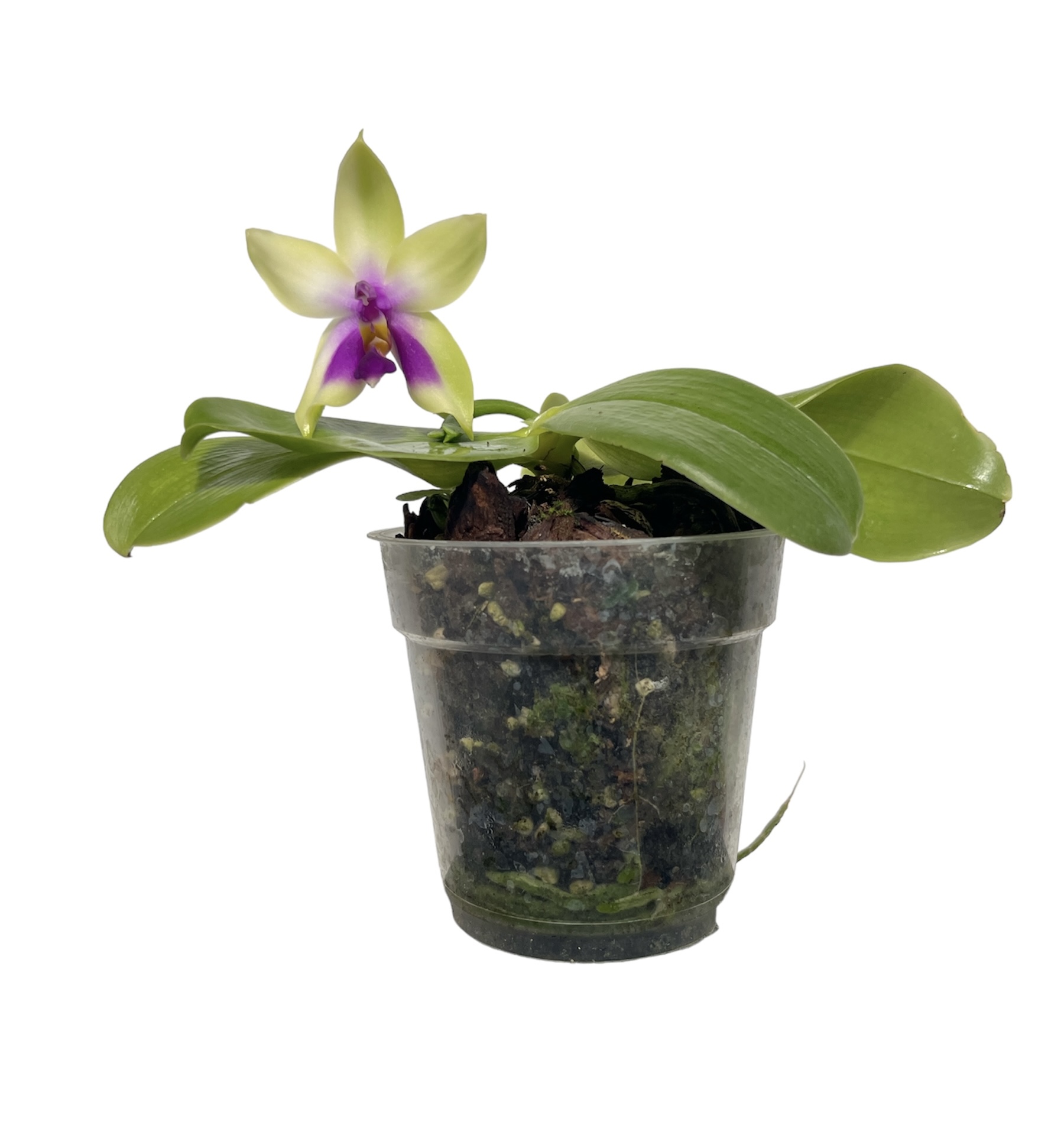 Phalaenopsis bellina var. coerulea