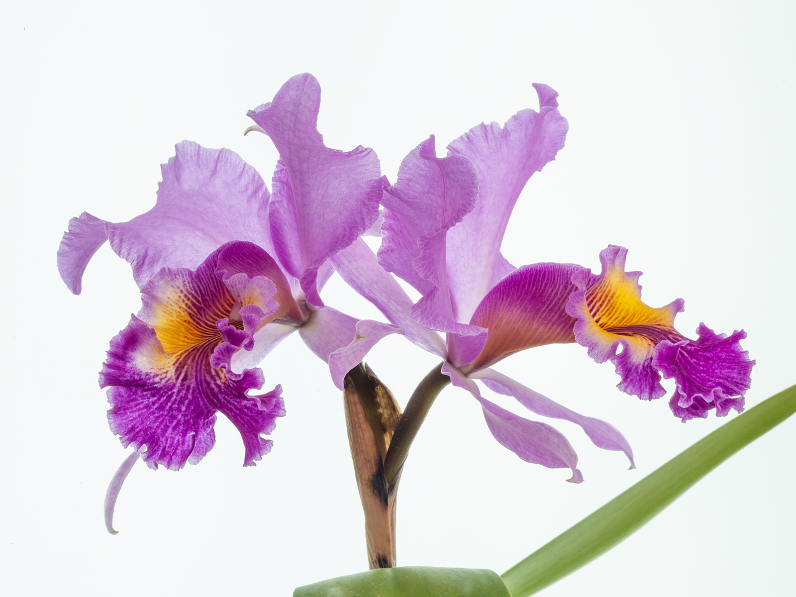 Cattleya Mrs. G. E. Baldwin