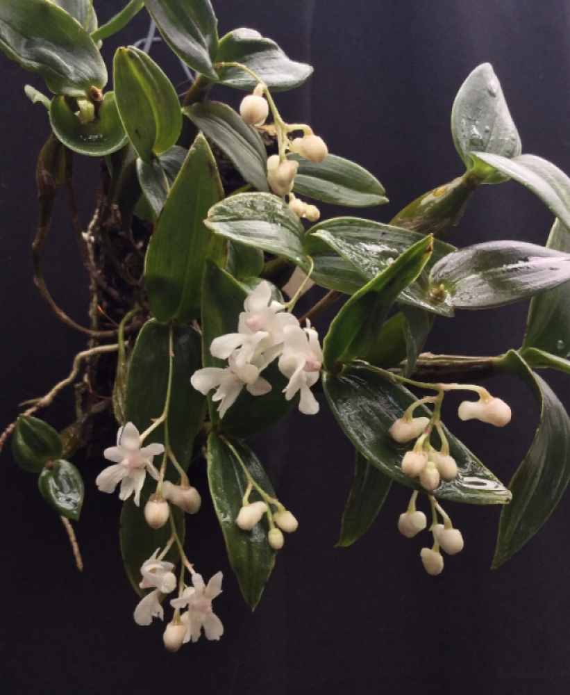 Dendrobium aberrans