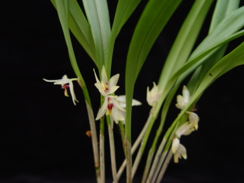 Octomeria grandiflora