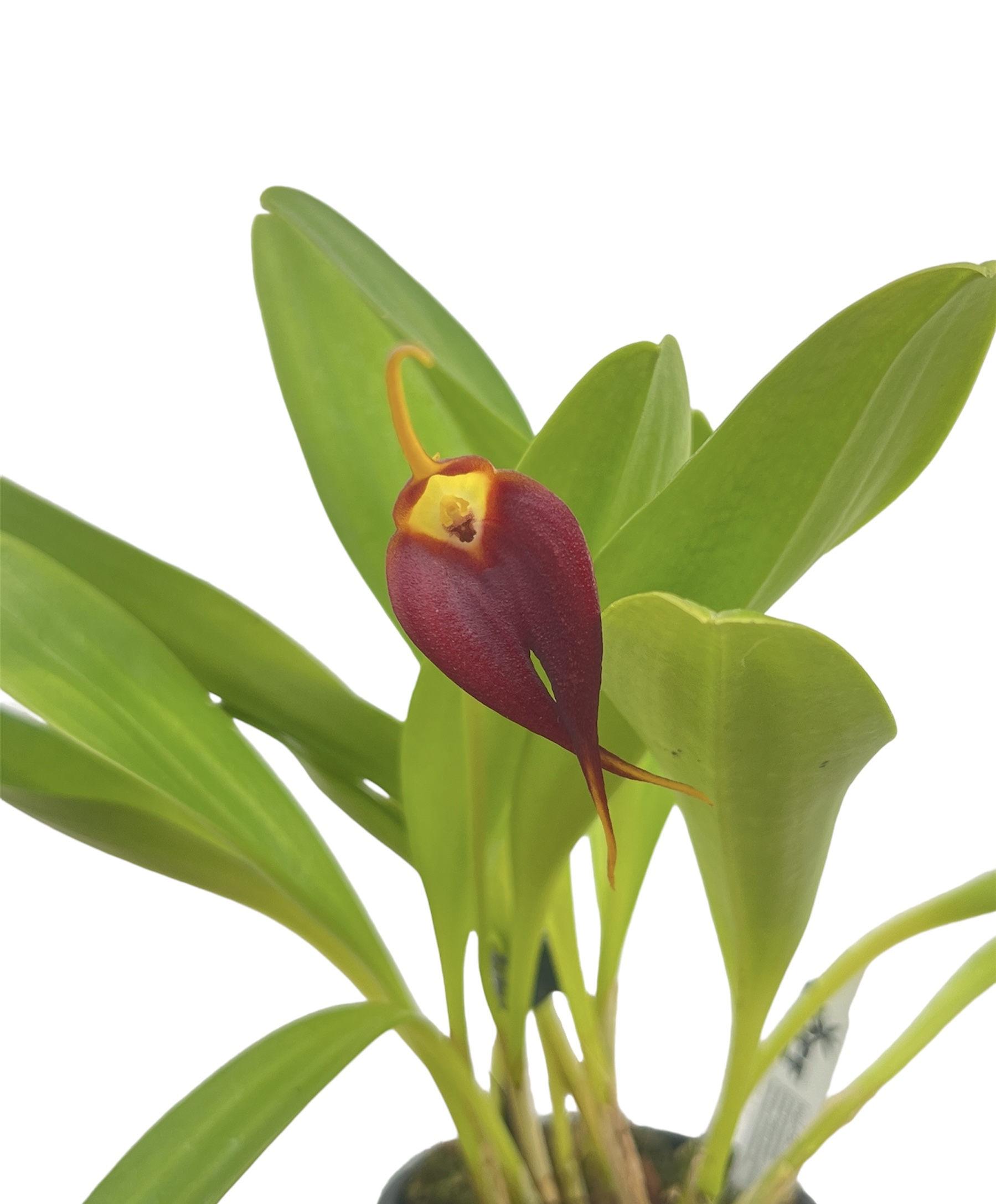 Masdevallia virgo-cuencae
