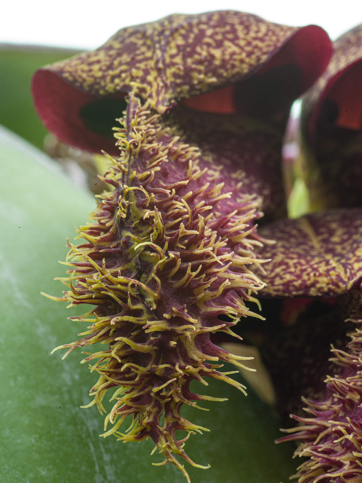 Bulbophyllum phalaenopsis compact