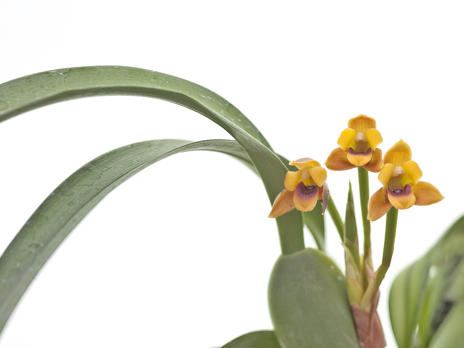 Maxillaria variabilis orange