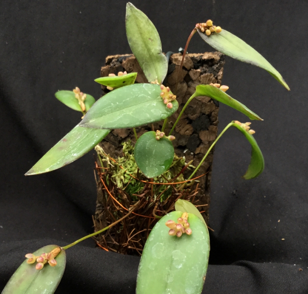 Pleurothallis canaligera