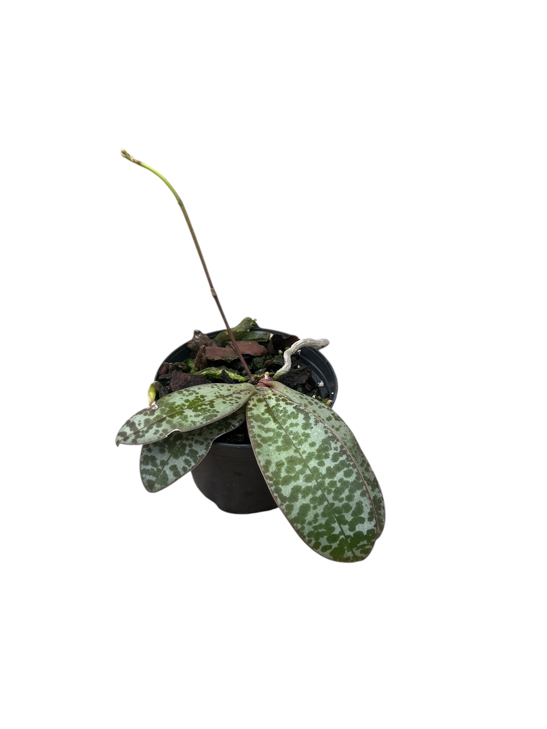 Phalaenopsis lindenii